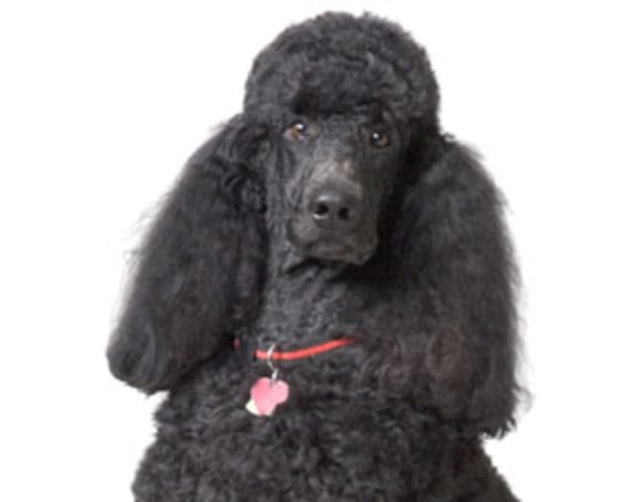 Dogs about the size of this poodle could have warmed cold cavemen laps in the shelters where they were found. They also were probably used as hunting partners.