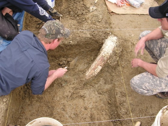 A farmer's field in Castroville, Calif., is where the excavation of two Columbian mammoths is taking place. The Columbian mammoth is a distant cousin of the better-known Woolly mammoth.