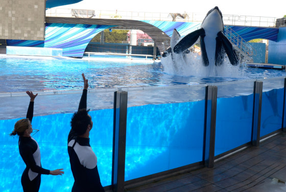 Image: Kelly Flaherty Clark, left, director of animal training at SeaWorld Orlando, and trainer Joe Sanchez work with killer whale Tilikum