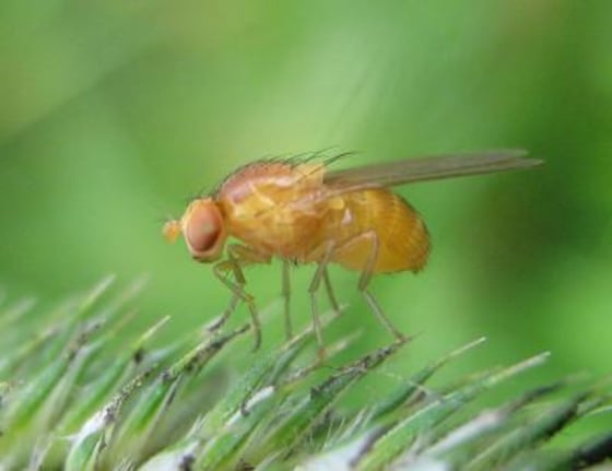 Image: Fruit fly