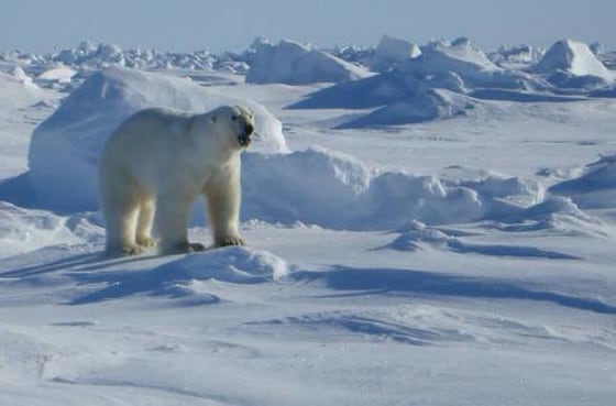 Alaska is known for its wildlife — including dangerous animals like polar bears. Officials are using Tasers in certain threatening situations.