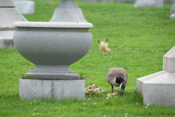 Image: Goose and goslings