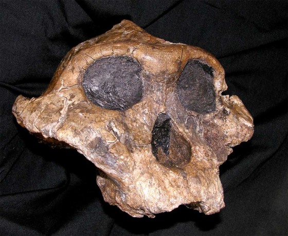 Ancient 'Nutcracker Man' ate more like a cow, it seems