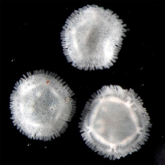 These Xyloplax specimens, spanning less than a quarter-inch in diameter, were collected in 2010 from the Pacific Ocean at a depth of 7,267 feet.