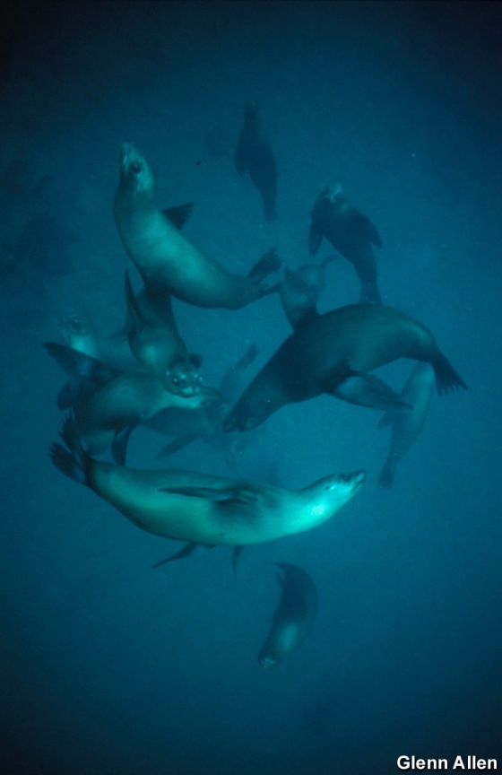 Seals and other marine mammals are becoming victims of two fatal parasites in the Pacific Northwest.