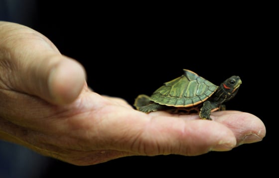 Image: A Thai Customs official holds a confiscated Indian Roofed Turtle