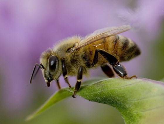 One beekeeping activist says unhealthy breeding practices, weakened immune system strength in bees, mites, pollution, pesticides, viruses and more have created a perfect storm of combined impacts that are taking their toll on honeybees.