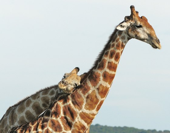 Image: Two giraffes