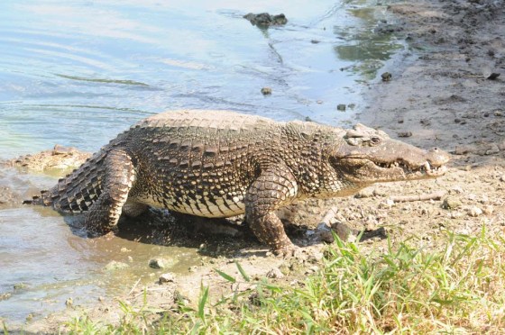 Among crocodilians, Crocodylus rhombifer(shown here) is one of the world’s most endangered species with the smallest natural distribution. In Cuba, the species coexists with the American crocodile (Crocodylus acutus).