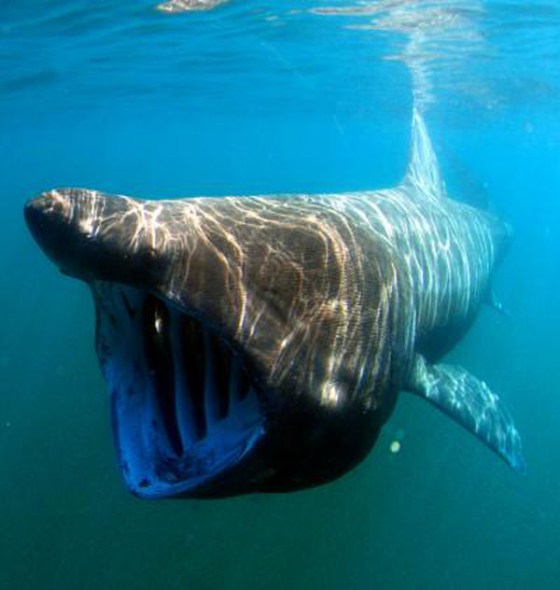 A basking shark feeding. Despite their rather alarming appearance, humans have nothing to fear from them.