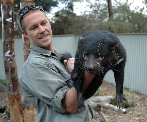 Zoo keeper and breeder Tim Faulkner holds a Tasmanian devil — an endangered marsupial found in the wild in the Australian island-state of Tasmania.