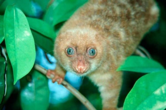 This&nbsp;blue-eyed spotted cuscus, discovered in 2004 in New Guinea.