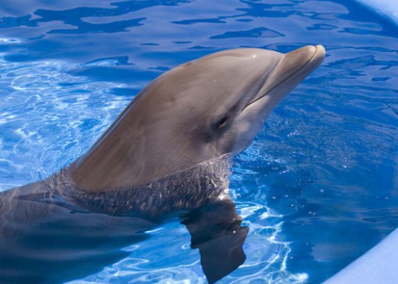 His smile gives it away: This bottlenose dolphin seems to know he holds healing secrets!