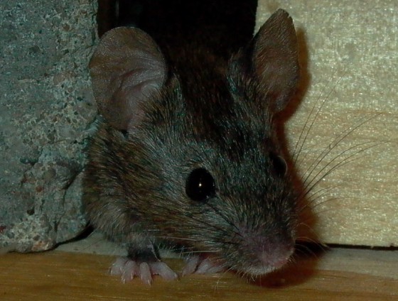 A new hearty mouse has evolved resistance to warfarin.