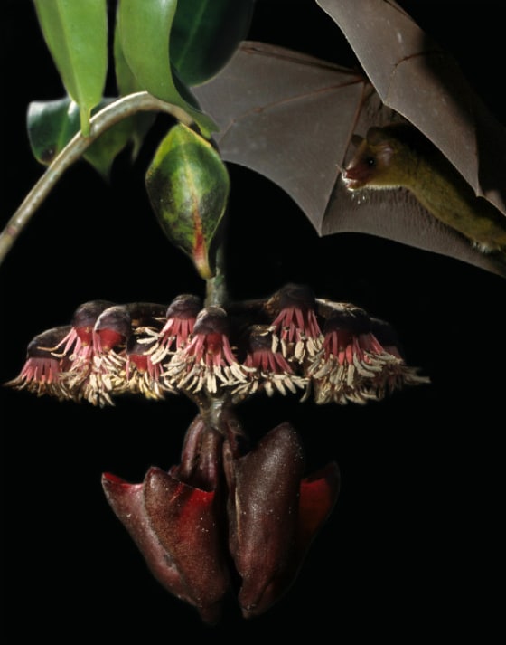 This photo montage shows the Cuban nectar-feeding bat Monophyllus beside the vine that scientists discovered attracts bats by producing an "echo beacon" with a special leaf. That sonar-reflecting leaf stands upright above the ring of flowers. The cup-like structures that hold the nectar hang below.