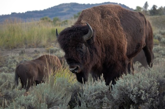 Image: Bison