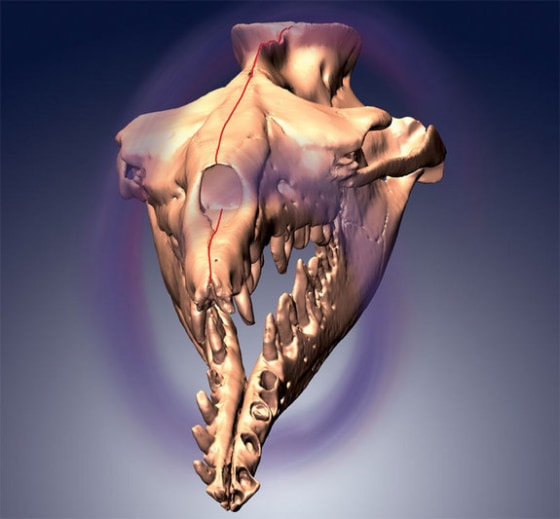 3-D models showed the archaeocete whale Basilosaurus isis had an asymmetric skull (note leftward curvature of the midline suture of the skull, shown by a red line). The whole skull is affected by a clockwise twist (symbolized by the swirl).