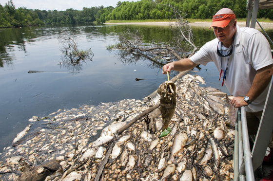 Swamp tour guide Jack Sessions holds up a dead large mouth bass last Wednesday on the Pearl River near Slidell, La. Other dead fish, mussels and eels float on the water.
