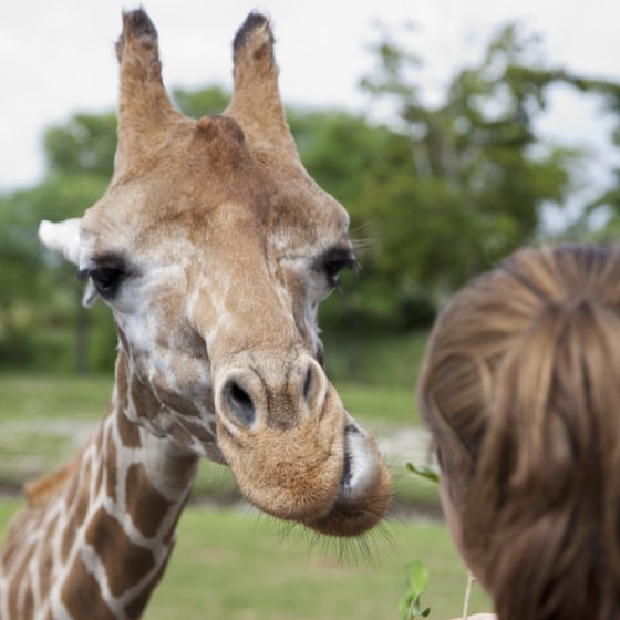 No matter how high tech and urban we may become, humans are wired to pay attention to animals, as this woman is at the Miami Metro Zoo.