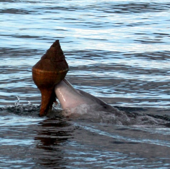 Image: Conch trapping