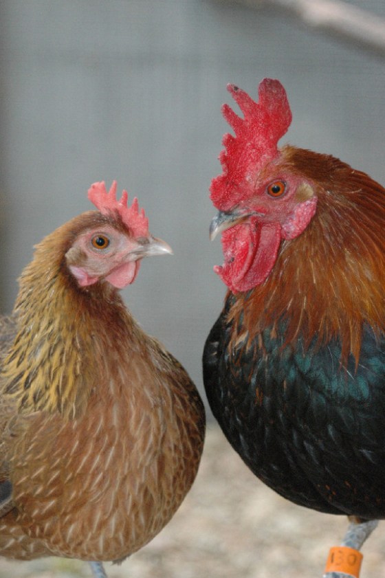 Rather than fight off undesirable suitors, hens have subtler way to reject them: They can eject the low-status roosters' sperm.