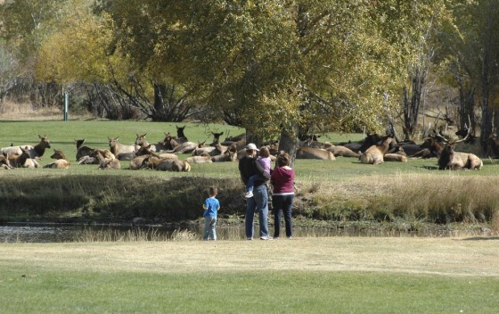 Image: Elk