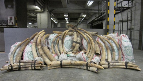 Image: Smuggled ivory seized in Hong Kong