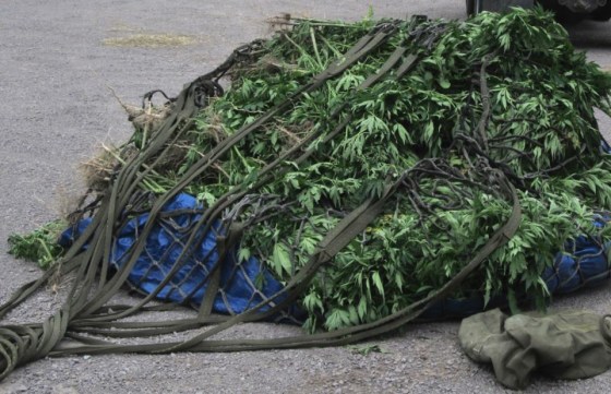 Image: Pot plants
