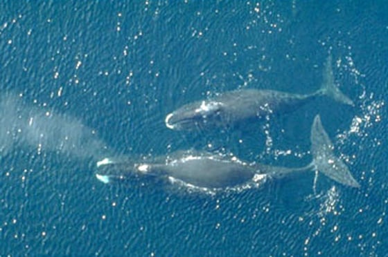 Image: bowhead whale