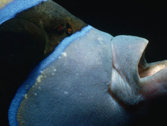 In addition to a protrudable jaw, angelfish have an extra joint in their lower jaws that allow them to bite while their jaws are extended.