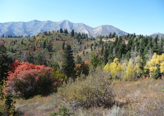 Fall foliage blazes yellow and orange in Utah's Wasatch Mountains.