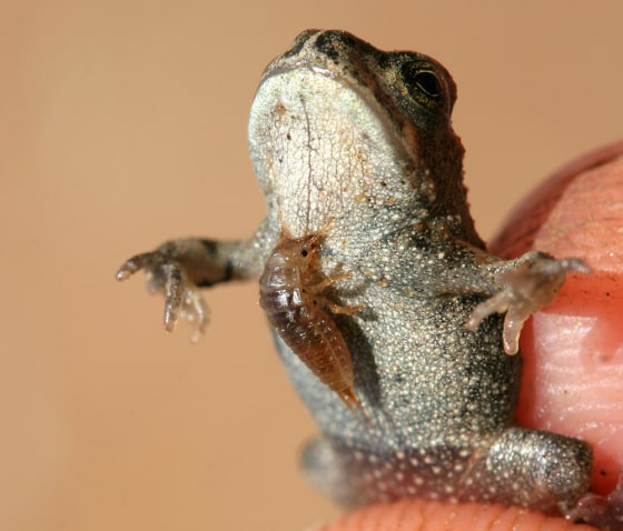 A beetle larva attached to the chest of an amphibian. The larvae lure in frogs and toads with enticing movements and then attack.