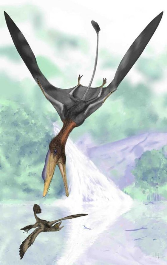 Image: Illustrated reconstruction of the pterosaur Darwinopterus modularis