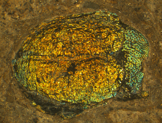 Image: Prehistoric beetle