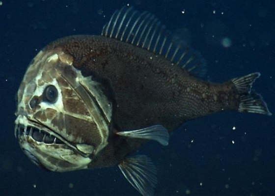 Earth's final frontier: The mysterious deep sea