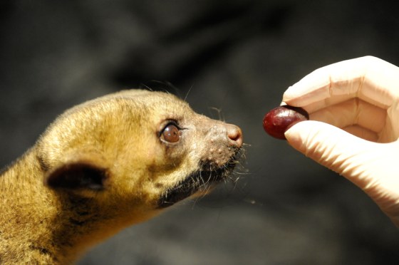 Kinkajous, commonly referred to as a honey bear, are sometimes kept as exotic pets and are deceptively cute -- they are known to act aggressively and attack.