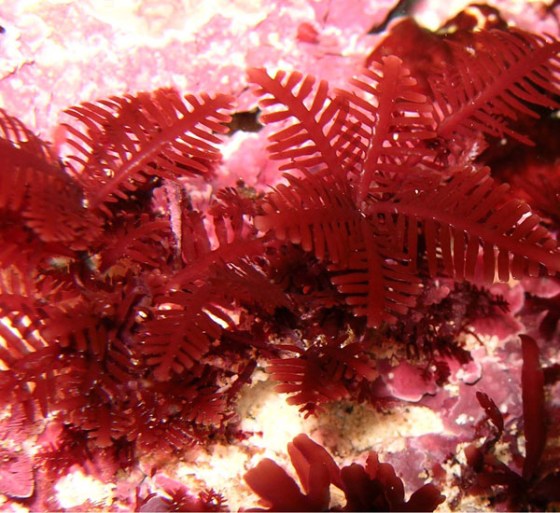 Warming in the oceans of Australia could have dramatic effects on the seaweed in these waters, pushing their ranges south, and eventually, off the continental shelf. Above is the Australian seaweed Pterocladia retangularis.