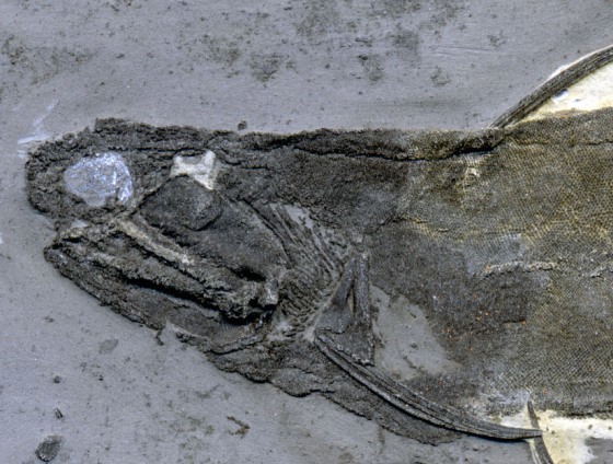 The toothlike lip and cheek scales were found in specimens of ischnacanthid acanthodians similar to this one from the University of Alberta Laboratory for Vertebrate Paleontology.