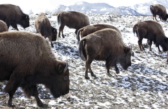 Image: Bison