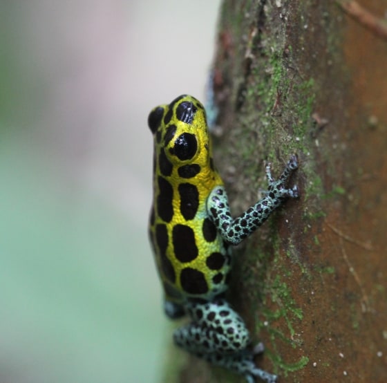 Image: Poison dart frogs