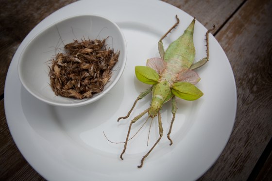 Want to surprise your guests and add some cricket and Malaysian jungle nymph to your Thanksgiving meal? Didn't think so...
