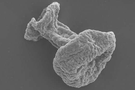 This microscopic fossil closely resembles a modern tintinnid, a single-celled organism that is a type of plankton. Fossil ciliates including this one were recently identified in a deposit in Mongolia, and they are more than 100 million years older than the previously known fossils of this type.