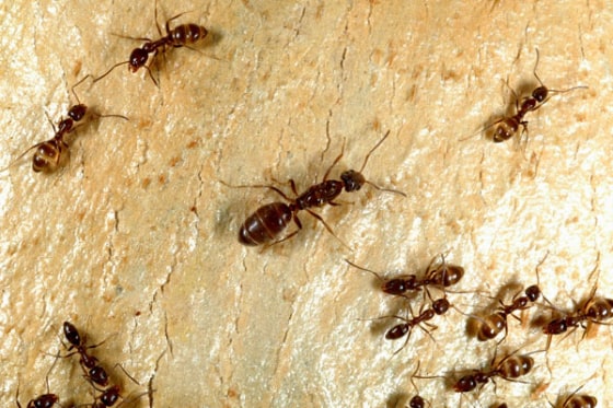 Image: Argentine ants