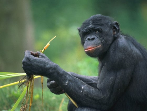 Image: Chimp