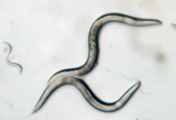 Image: C. elegans