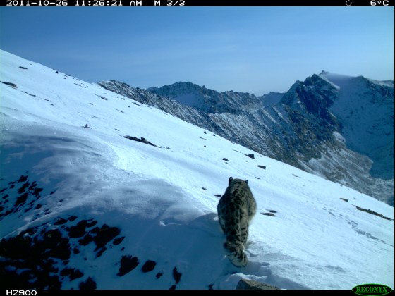 A Siberian snow leopard is photographed by cameras equipped with motion sensors. 