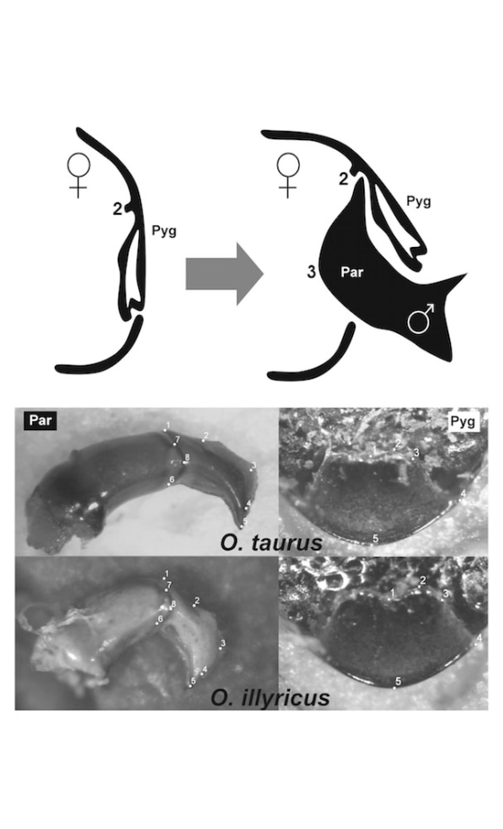 Drawing, top left, shows side view of abdomen of female without a male copulatory organ inserted, and at right, with inserted organ. Structure labeled Par is the male paramere; Pyg is the female pygidium. Bottom photos, left, show copulatory organ of male Onthophagus taurus and O. illyricus and, right, underside of female pygidium of each species.