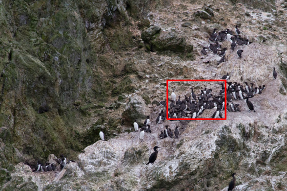 A breeding colony of California Common Murres (Uria aalge californica) on Prince Island of San Miguel Island off southern California, photographed July 12. Ecologists Josh Adams and Jonathan Felis of the USGS Western Ecological Research Center shot high-resolution digital photos from a research vessel and used them to identify nesting and feeding behavior.