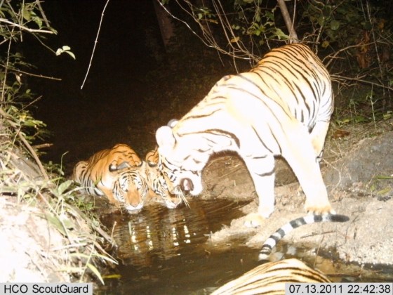 Image: Tigress with cubs