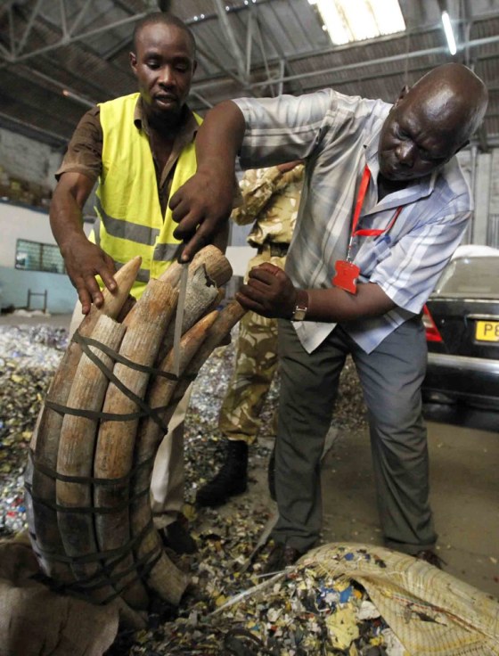 Image: Kenyan customs officers and Kenya Wildlife Services officials inspect elephant tusks which were seized inside a warehouse at the port in the Kenyan coastal city of Mombasa